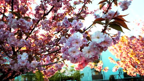 Die-Strahlen-Der-Untergehenden-Sonne-Scheinen-Durch-Die-Zweige,-Auf-Denen-Wunderschön-Rosa-Blühende-Blumen-Stehen