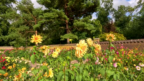 yellow dahlia flowers sway gently in a vibrant garden with colorful blooms and lush greenery