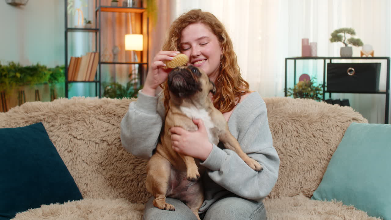 Young caucasian woman grooming pug dog with soft brush on home sofa pet enjoys tender relaxing care