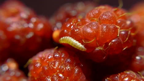 caterpillar on raspberries