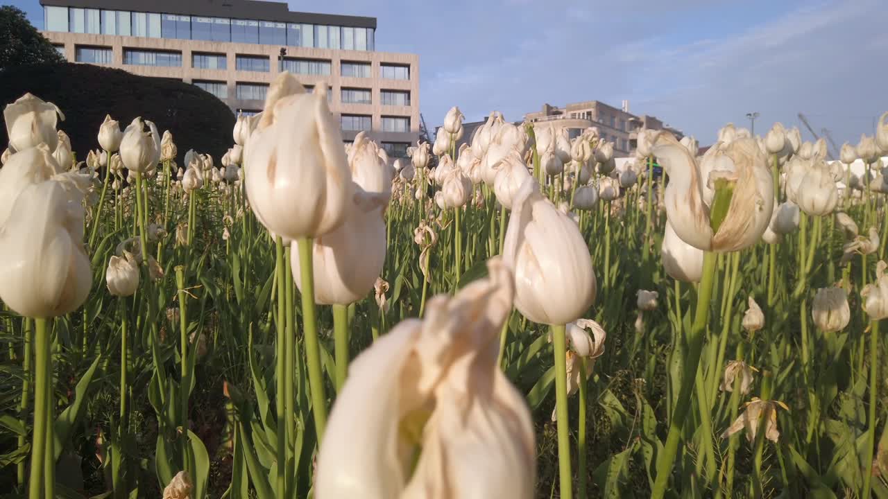 Withered white tulips in Brussels city park at golden hour