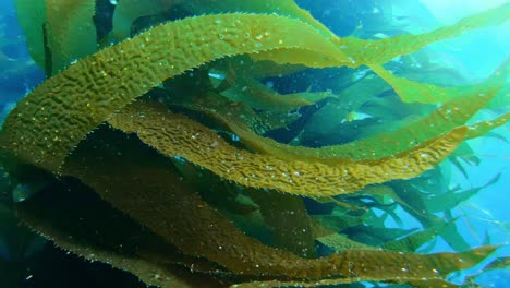 the grand and enigmatic kelp forest shields the richness of ocean life