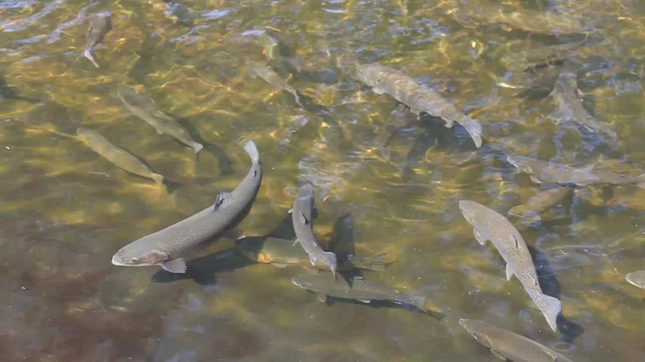 물속 에서 수영 하는 물고기 들 의 집단