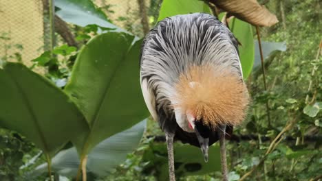grey crowned crane in its natural habitat