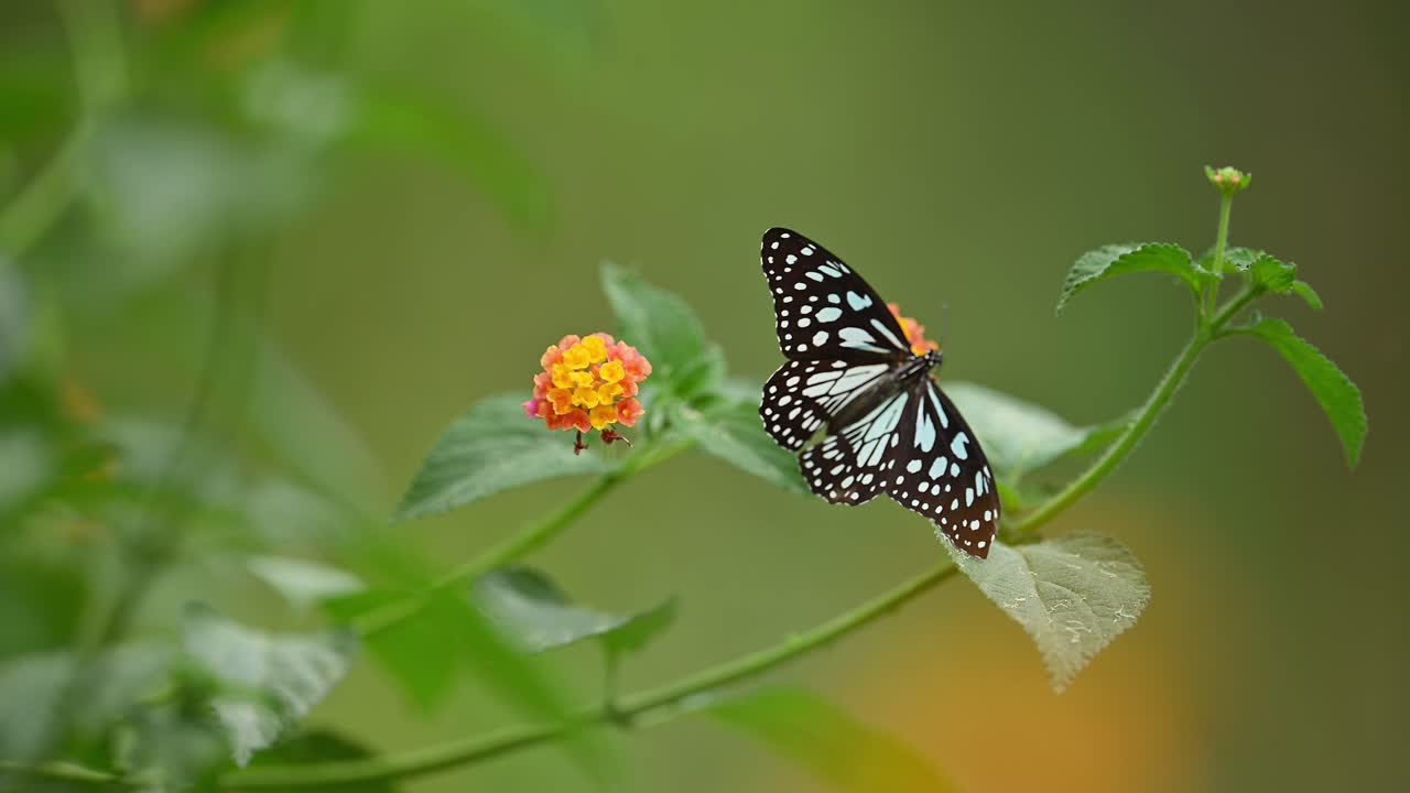 hermosa tirumala limniace o mariposa tigre azul que se alimenta de la flor de lantana en el bosque