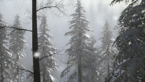 Misty-fog-in-pine-forest-on-mountain-slopes