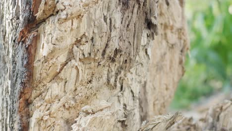 Slow motion closeup shot of an axe head swinging into the side of a tree trunk