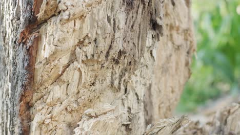 slow motion closeup shot of an axe head swinging into the side of a tree trunk