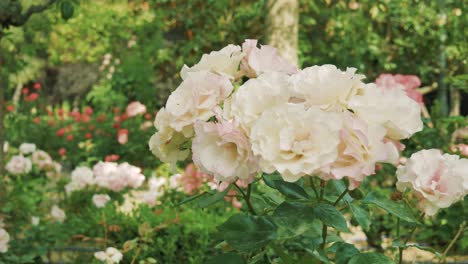white floribunda diadem in a publlic garden