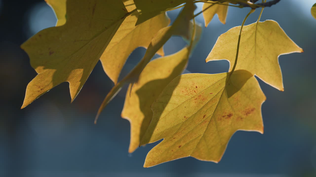 спокойный пейзаж осенняя листья на солнечном свете вблизи. ветер качается золотая листья.