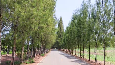 progression along a serene, tree-flanked pathway