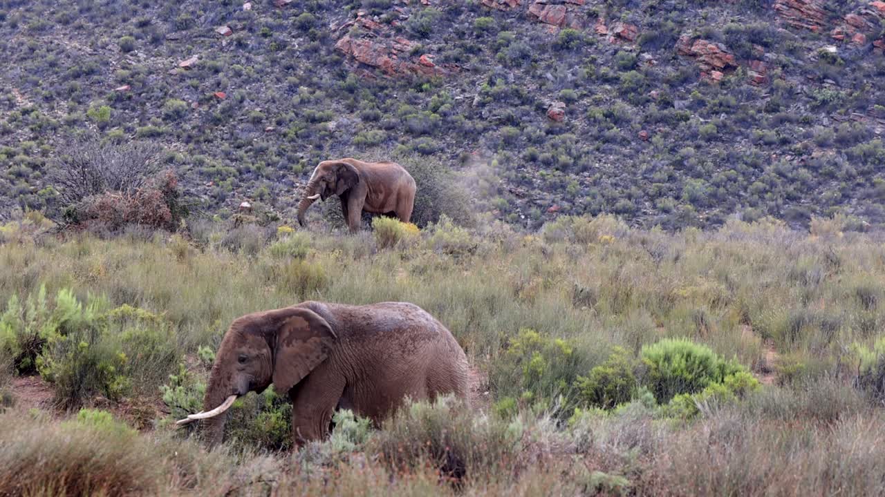 야생에서 아프리카 코끼리의 : 한 이 고, 두 번째는 은 뒷면에 모래 을 던집니다. 사파리 공원, 남아프리카 공화국.
