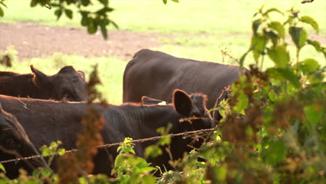 A-herd-of-black-young-cows-in-a-field-in-Dorset,-England