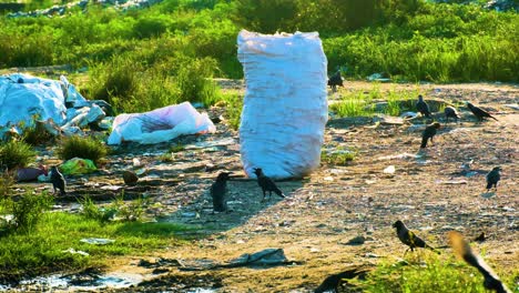 flock of crows pick at landfill garbage scraps near discarded rubbish bag