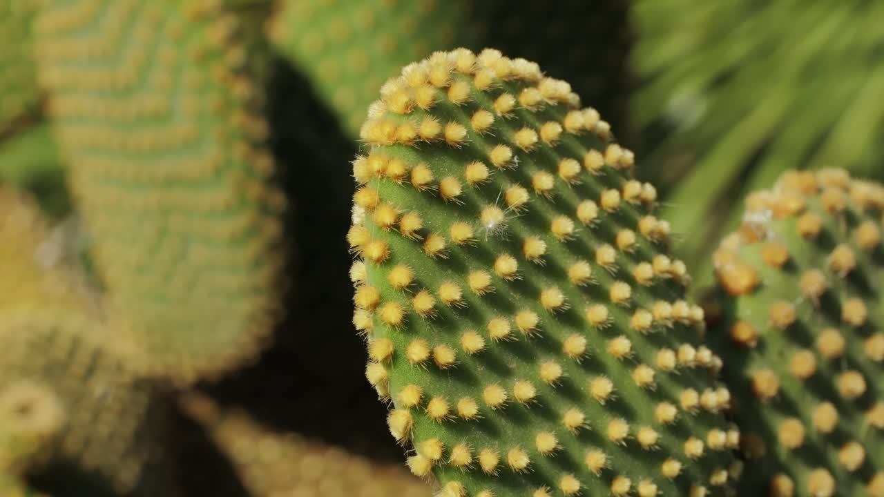 Close up green cactus with yellow spines within a desert environment, city park in Barcelona, Montjuic. African background