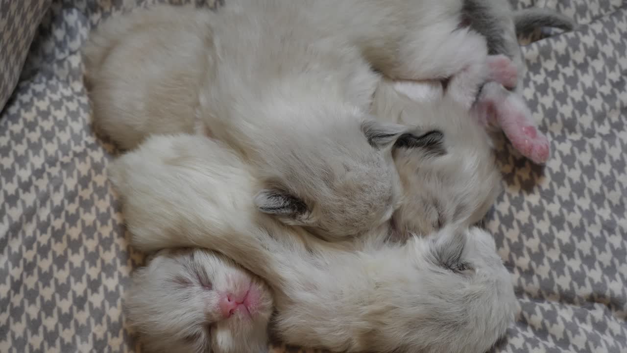 de gatitos de muñecas de trapo durmiendo