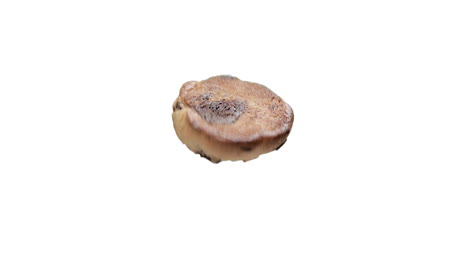 spinning galleta de avellana con chocolate aislado sobre fondo blanco.