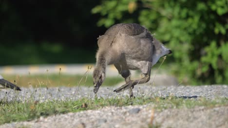 Gosling-Goose-Pecking-Food-On-The-Ground-In-Summer