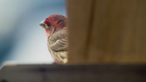 Pinzón-Comiendo-Una-Semilla,-Parcialmente-Oscurecido-Por-El-Comedero-Para-Pájaros,-En-Pennsylvania,-U