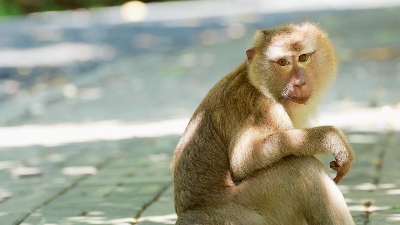 A southern pig-tailed macaque sits and eats in a sunlit forest setting in Phuket, Thailand