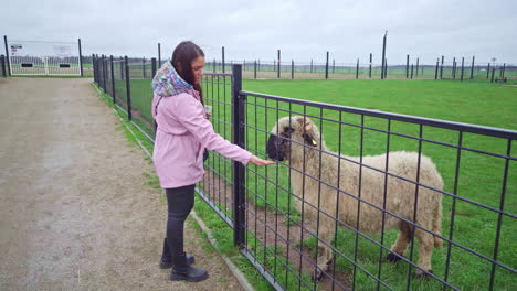 Aufnahme-Einer-Frau,-Die-An-Einem-Bewölkten-Tag-Auf-Einem-Ausflug-Zu-Einer-Tierfarm-In-Krusta-Kalns,-Litauen,-Damit-Beschäftigt-Ist,-Ein-Schaf-Zu-Füttern