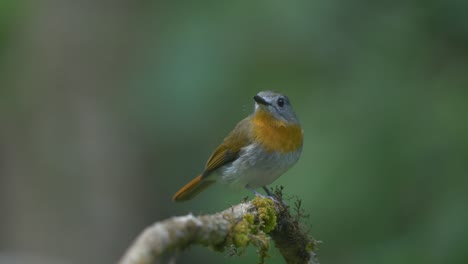 female of a white-bellied blue flycatcher sits on a branch with moss trying to look around for food in the jungles of western ghats of india around karnataka