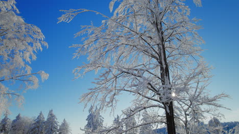 sun shining through twigs and branches of a tree completely covered in snow and frost with bright blue sky in the back