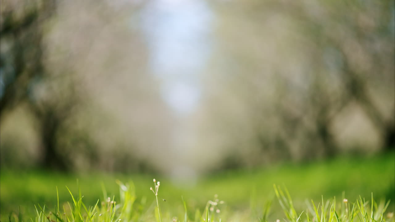 A field of blooming almond trees and green grass