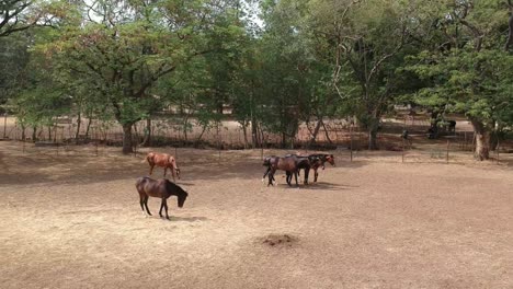 horses | horse racing | race horses | stud farm in india