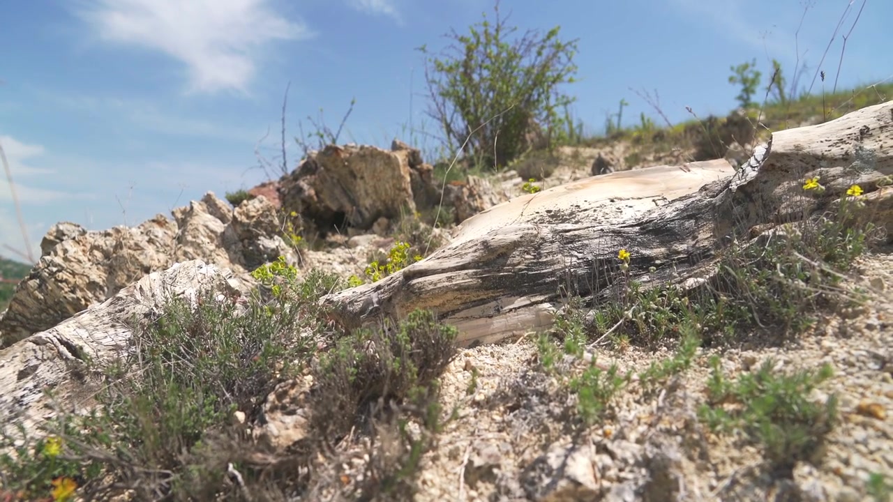 Weathered Tree Trunk on Rocky Hillside Under Blue Sky