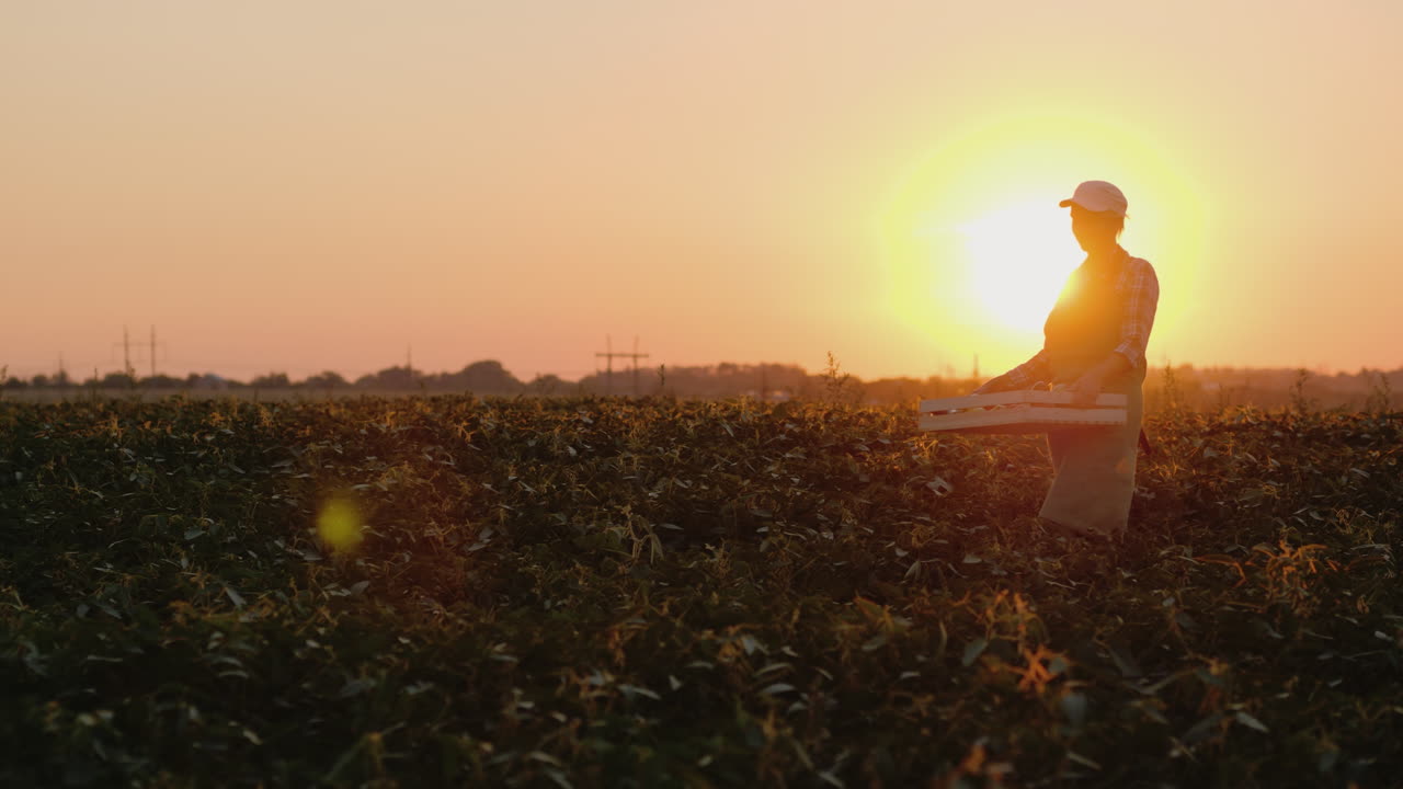 mujer agricultora lleva una caja con verduras en el campo al atardecer 4k video