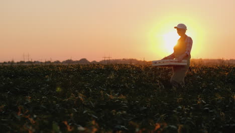 woman farmer carries a box with vegetables on the field at sunset 4k video