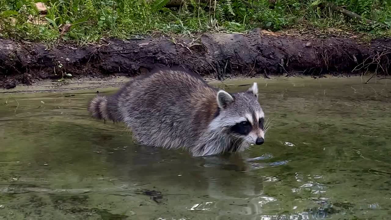 un mapaches asustado lavándose en la orilla del río.