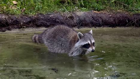 scared raccoon washing in river bank