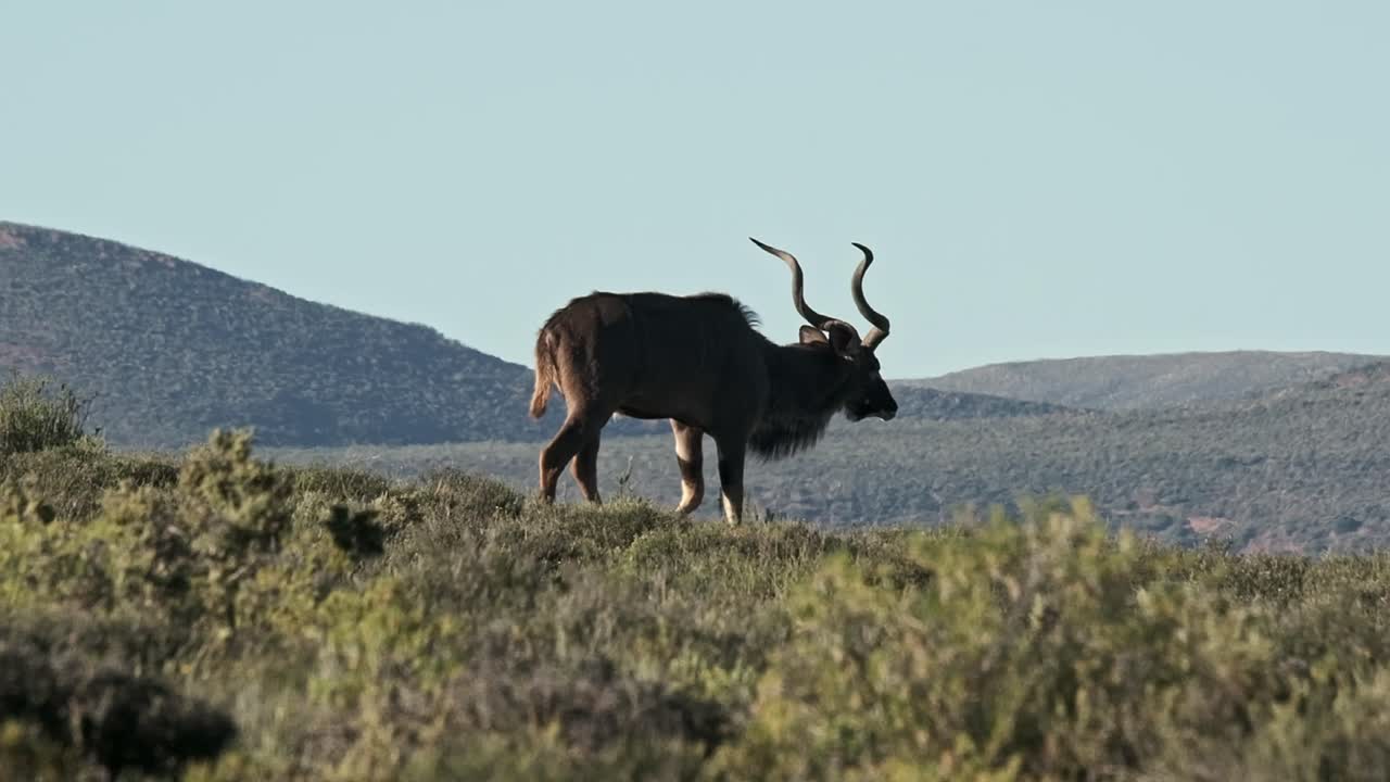 un gran macho de kudu con impresionantes cuernos en espiral camina por un paisaje de karoo en sudáfrica
