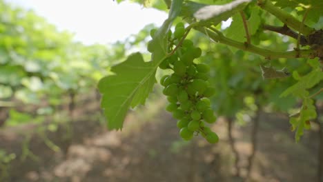 bunch of organic grapes at vineyard, close-up