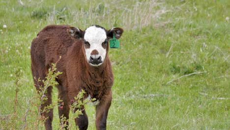 young beef calf in a field wtih ear tag stands up and walks away