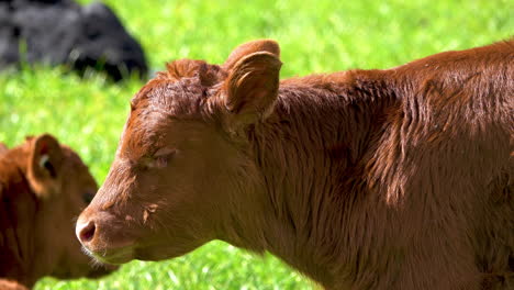 Porträtaufnahme-Einer-Jungen-Braunen-Kuh,-Die-Bei-Sonnenlicht-Im-Freien-Auf-Dem-Bauernhof-Die-Zunge-Herausstreckt,-Nahaufnahme