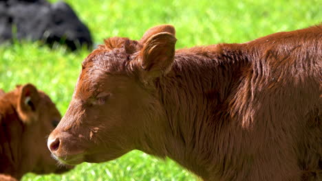 retrato de una joven vaca marrón sacando la lengua al aire libre en la granja durante la luz del sol, de cerca
