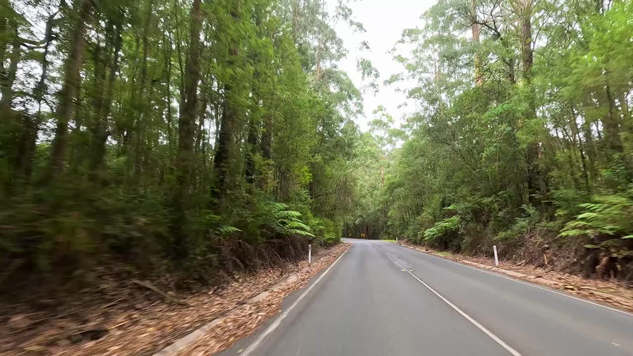 A serene drive through dense forest along Great Ocean Road, showcasing winding paths and vibrant greenery under soft daylight