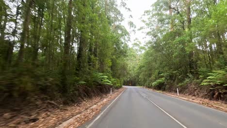 a serene drive through dense forest along great ocean road, showcasing winding paths and vibrant greenery under soft daylight