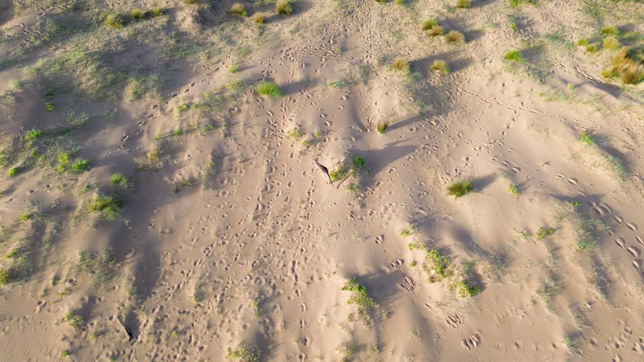 Drone aerial landscape of kangaroo animal hopping along South Durras beach on sand dunes lagoon inlet South Coast Australia wildlife mammal marsupial tourism wallaby