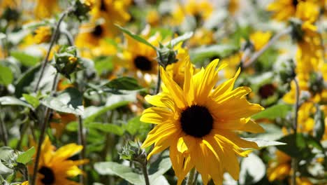 girasoles balanceándose en la brisa del verano