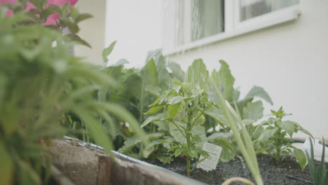 medium close up shot of watering a raised bed with a pink watering can