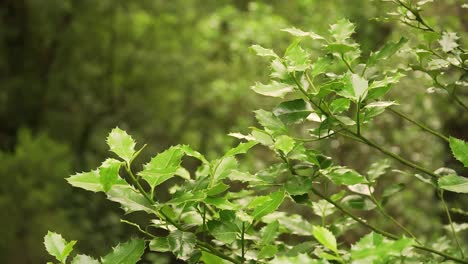 Schöner-Grüner-Zweig-Eines-Zufälligen-Baumes,-Der-Im-Sanften-Wind-Zittert