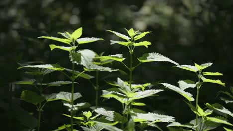 a stinging nettle close-up paralax motion shot