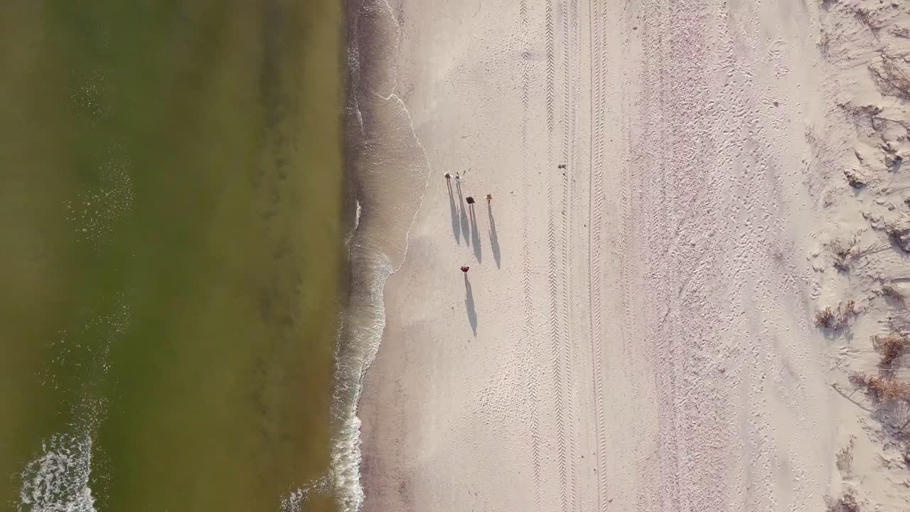 Ripresa con drone di un gruppo di persone che camminano al mattino presto sulla spiaggia del Baltico. Passeggiata salutare catturata dal cielo.