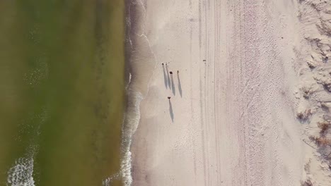 drone shot of the group of people walking early in the morning on the baltic beach. healthy stroll captured from the sky.