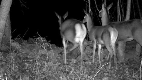 ciervos rojos (cervus elaphus) mirando a su alrededor sospechosamente atrapados en la cámara del sendero. saaremaa, estonia.