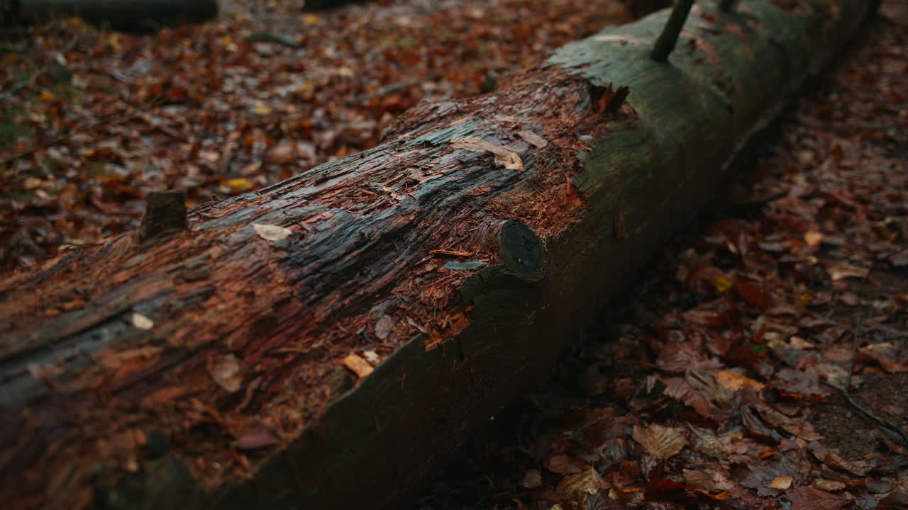 Tree has fallen down with damage on the tree trunk surrounded with orange leaves on the ground on an autumn day